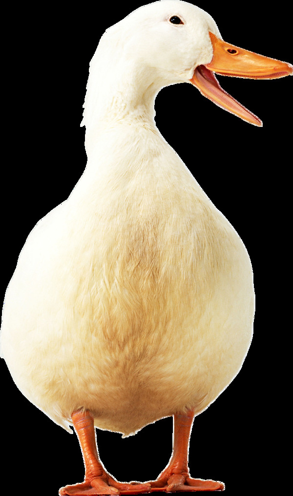 白色鸭子图片免抠png透明图层素材