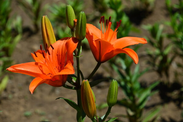 百合花