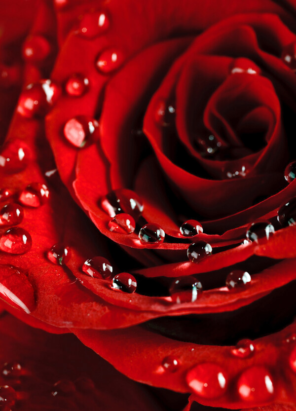 火红的玫瑰装饰画效果图