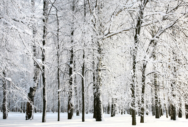 冬天树林摄影图片