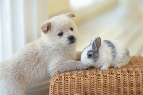 趴着的小狗与小兔子图片