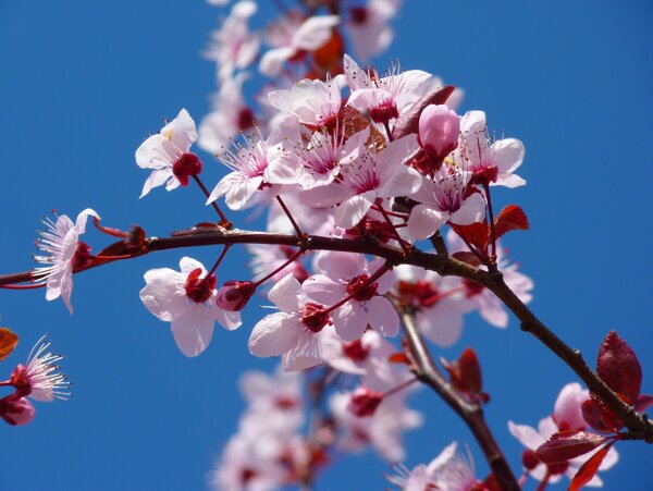 日本樱花