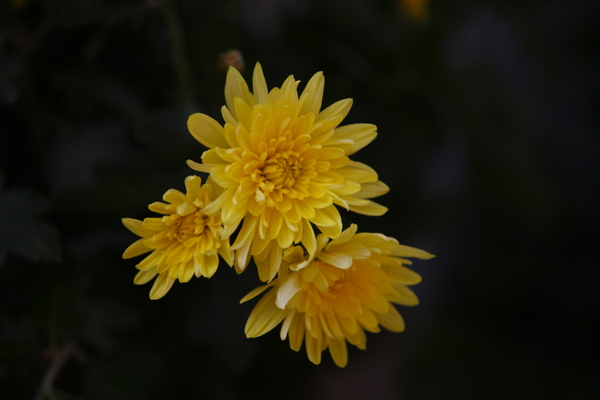 三朵黄色菊花