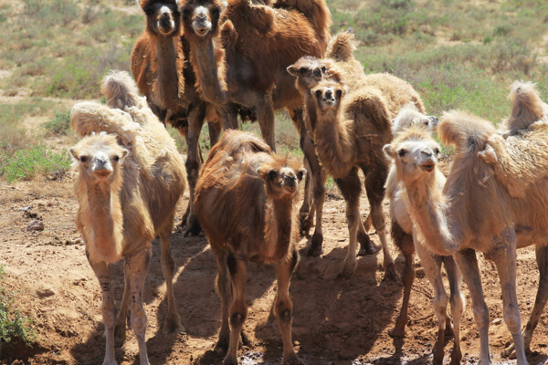 内蒙古阿拉善骆驼图片