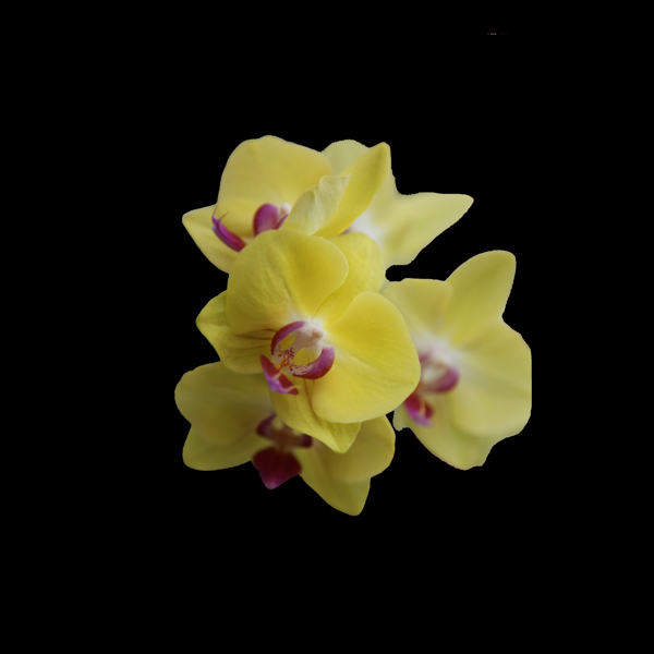 位图写实花卉植物花朵免费素材