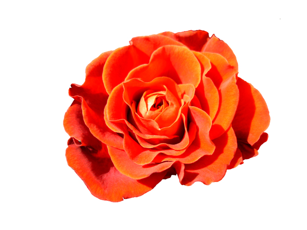 鲜艳的橙色玫瑰花图片