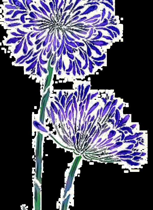 清新蓝色植物手绘菊花装饰元素