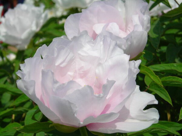 位图写实花卉植物摄影花卉免费素材