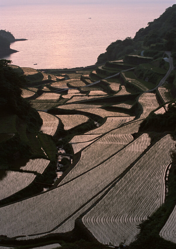 乡村田园图片庄稼植物田野