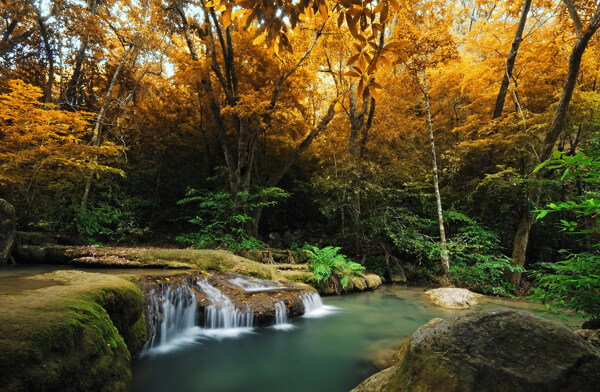 小溪和黄色树林景色图片