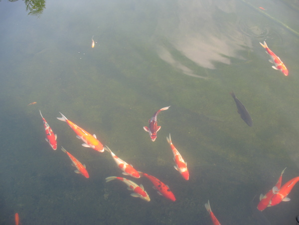 池塘锦鲤图片