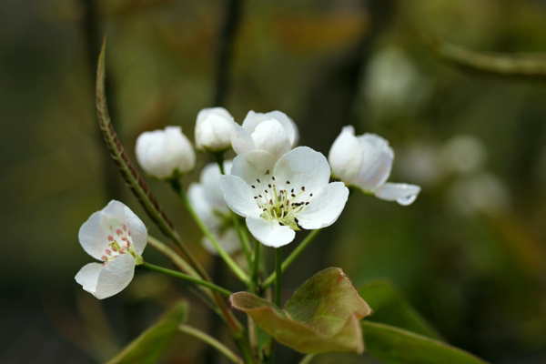 白梨花图片