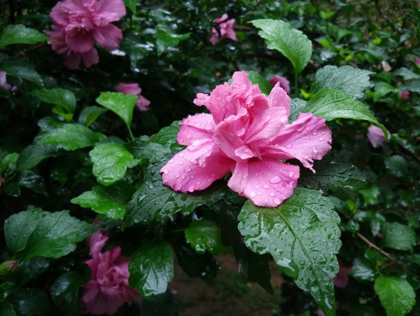 雨中木槿花