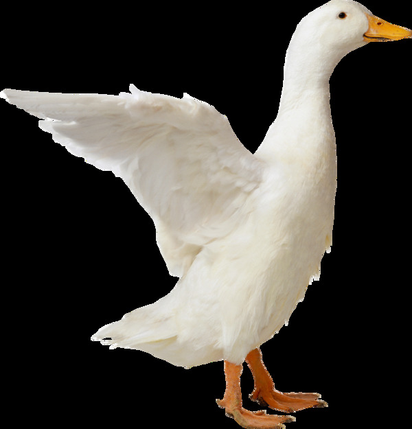 白色挥翅膀的鸭子图片免抠png透明素材