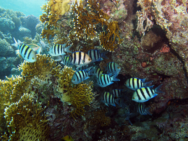 水中的鱼珊瑚摄影图片