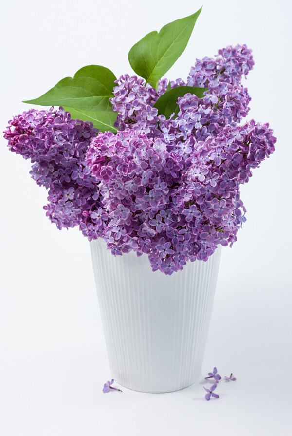 紫色丁香花盆栽图片
