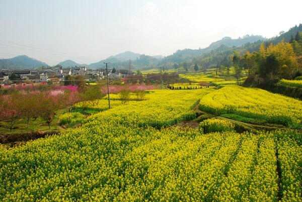 油菜花图片