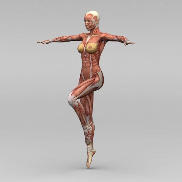 运动女性人体肌肉组织图片