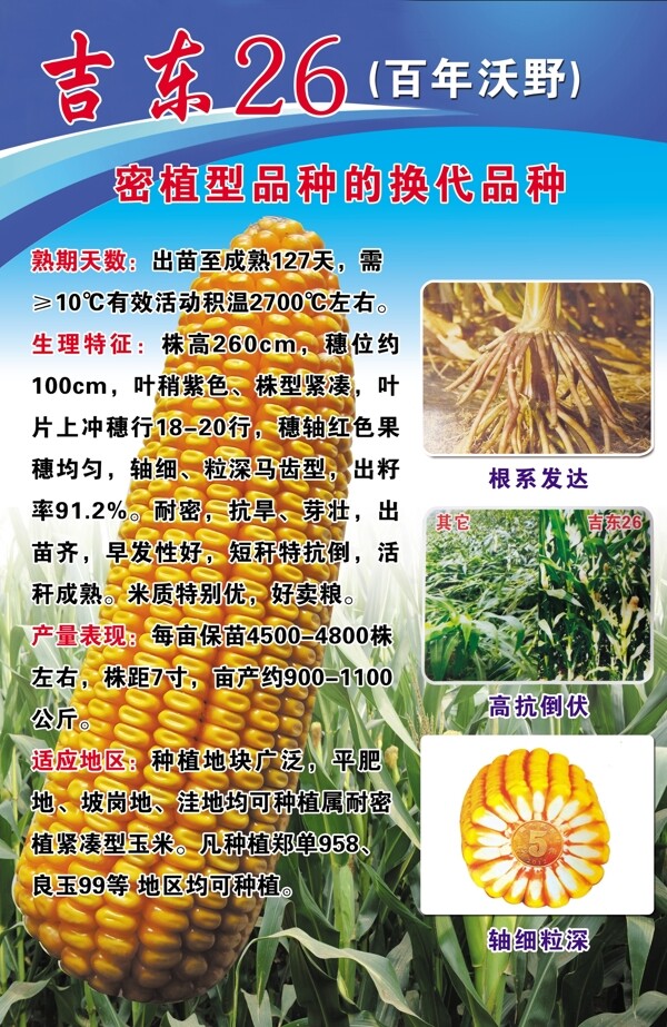 玉米种海报