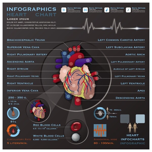 心脏器官信息图矢量素材