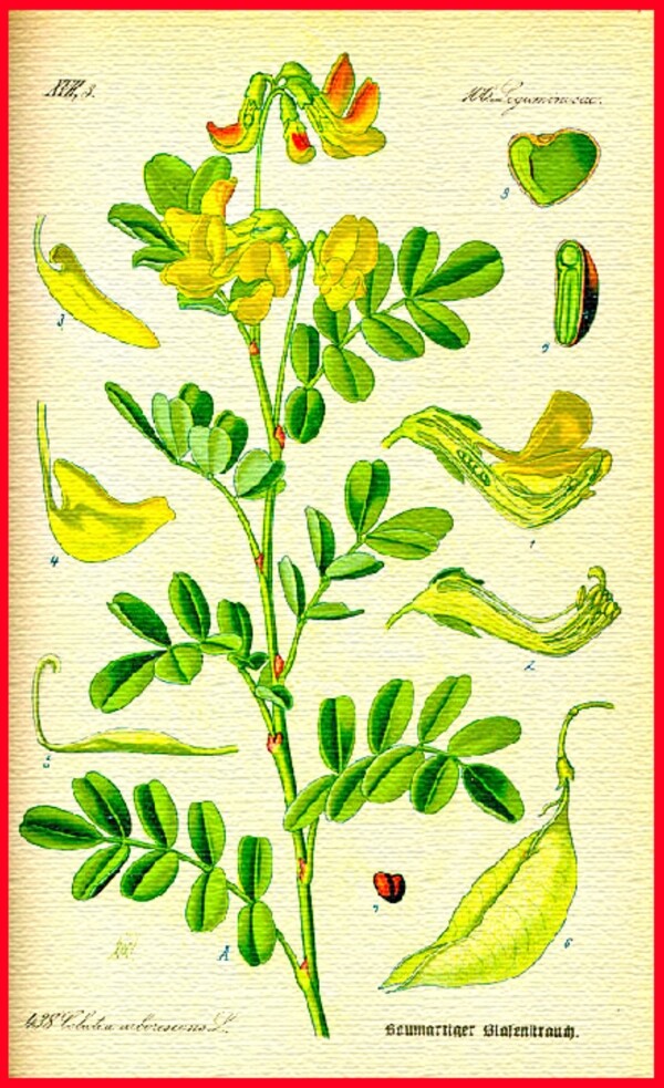 手绘植物叶脉图片