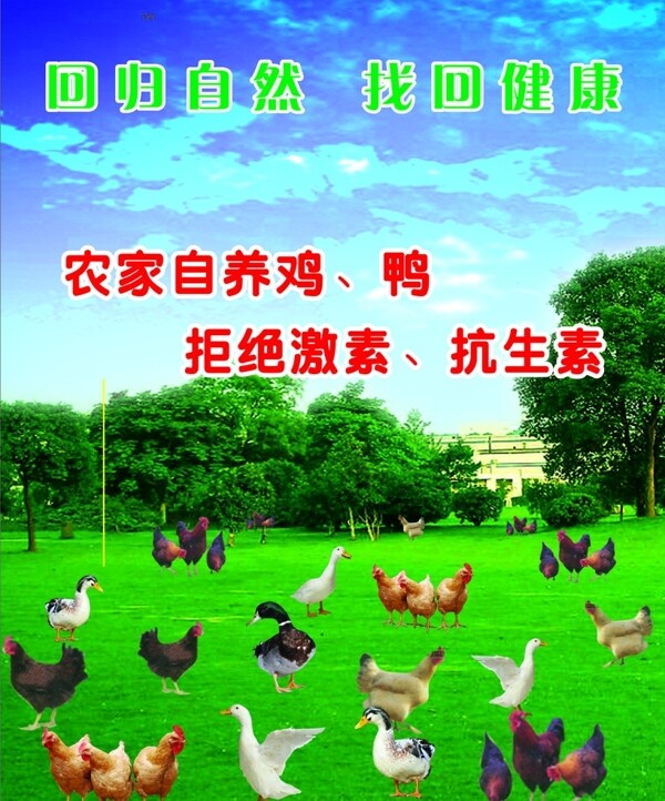农家自养鸡鸭拒绝激素抗生素鸡鸭蓝天白云树林图片