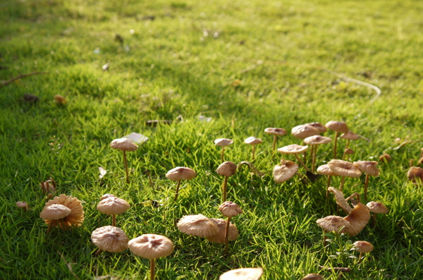 雨后的蘑菇图片