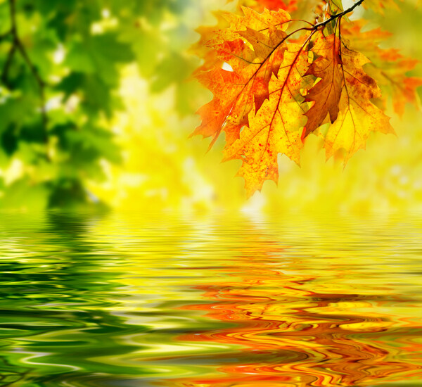 秋天树叶与水面倒影