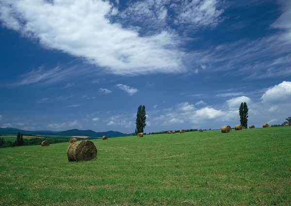 草地风景图片