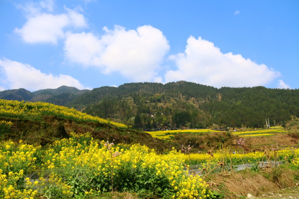 蓝天菜花