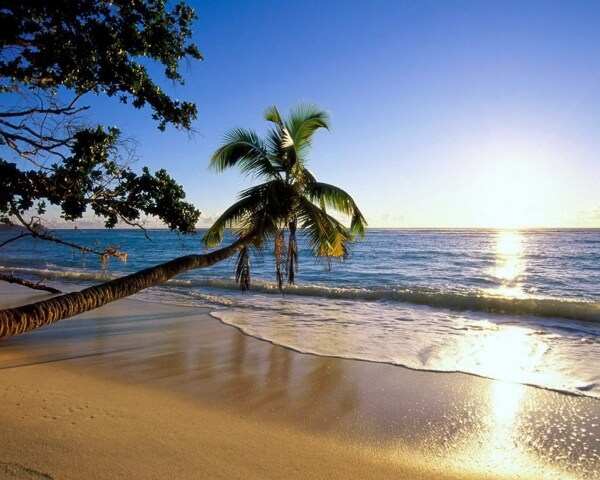唯美海边椰子树风景图片