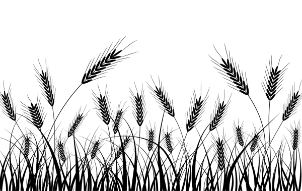 小麦剪影矢量背景自然的耳朵