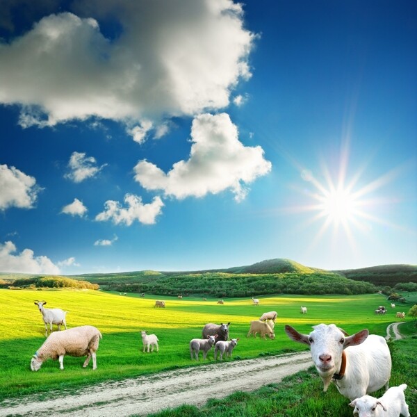 草原群羊图片