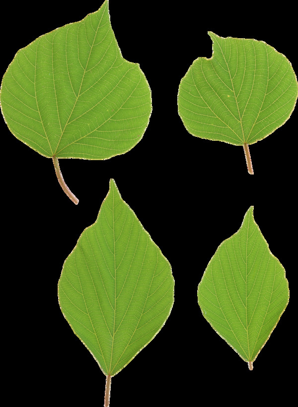 四片绿叶免抠png透明图层素材