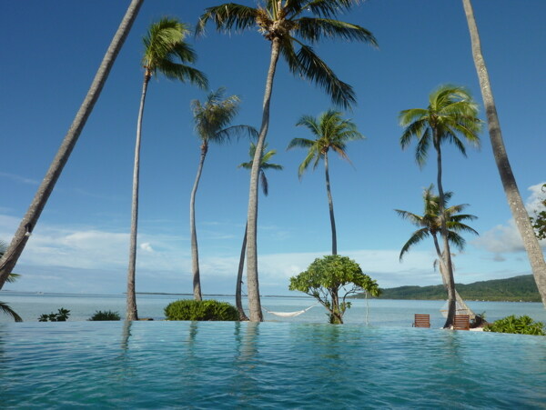 海洋椰子树图片