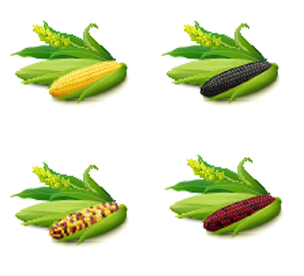 农作物玉米