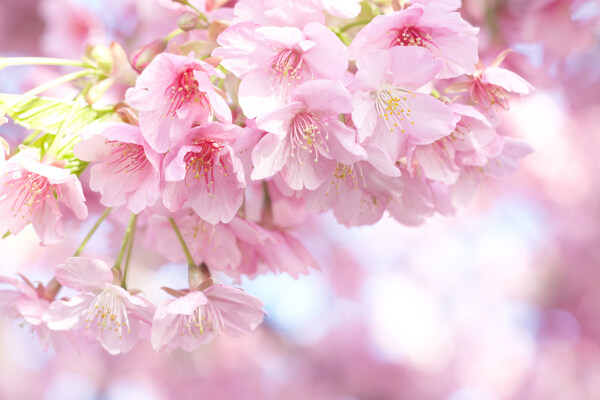 粉色山樱花高清图片下载