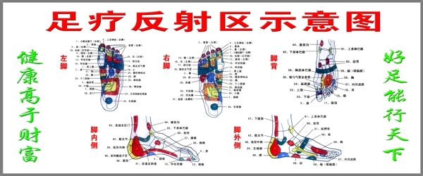 足疗反射区示意图图片