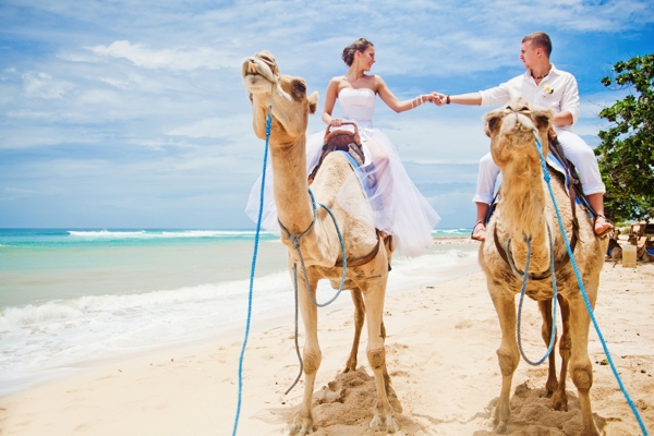 骑骆驼的海边婚纱照图片