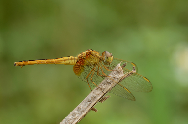 越南黄蜻蜓图片