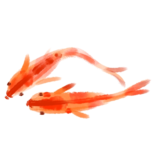 两条红色的鲤鱼插画可商用