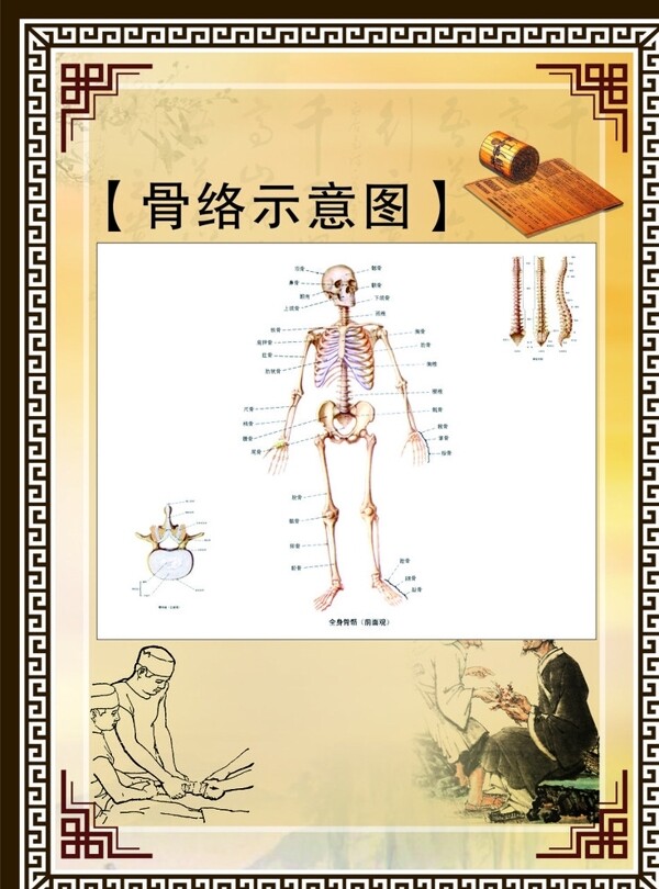 骨络示意图中医骨科图片