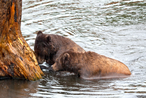 阿拉斯加棕熊在雨中