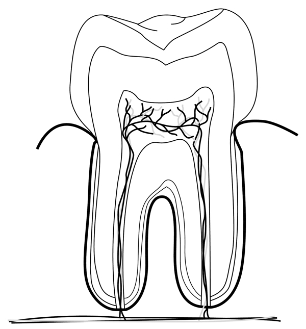 假牙牙齿医用模型矢量素材EPS0050