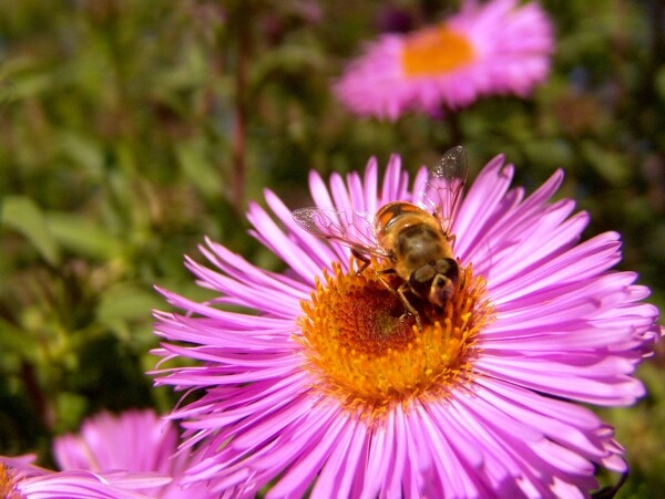 鲜花的上蜜蜂