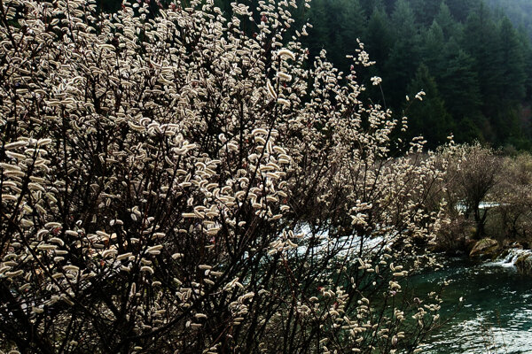 九寨沟一颗开花的树图片