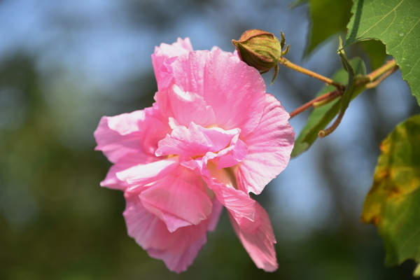 唯美粉色芙蓉花图片