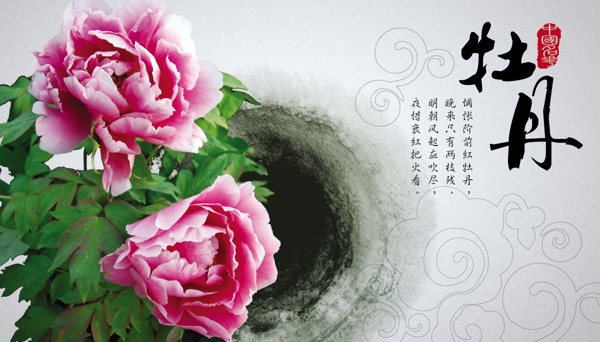 中国名花之牡丹图片
