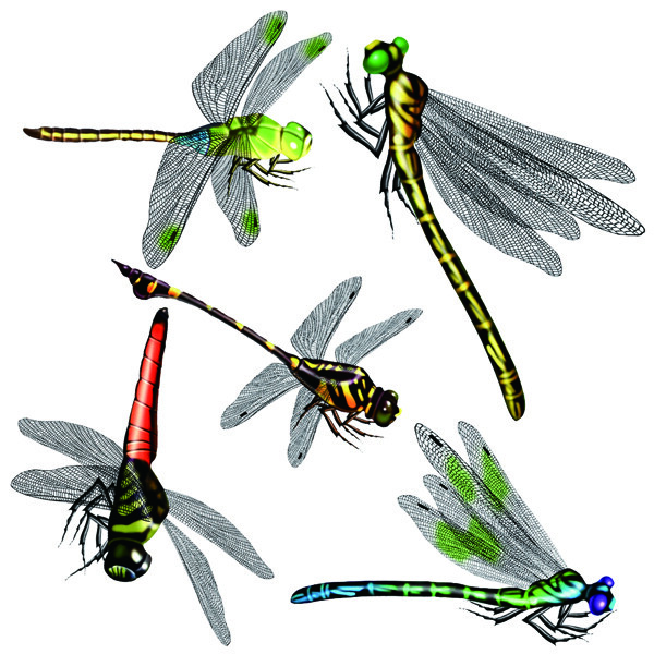 多样式蜻蜓图片