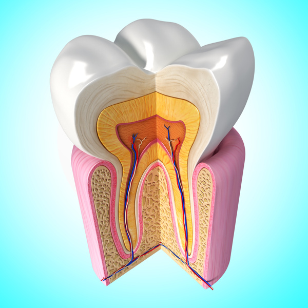 牙齿剖视图图片
